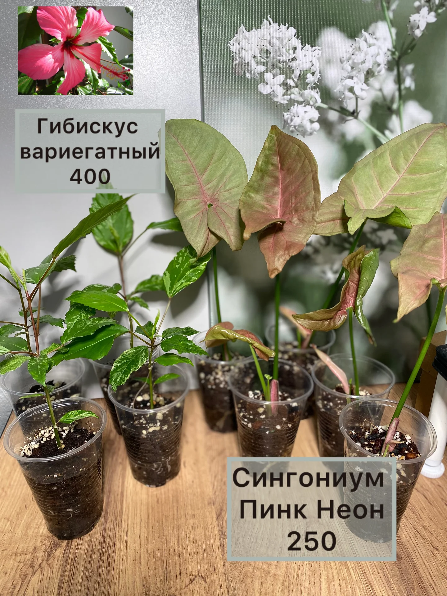 Алоказии ароидные и прочее - миниатюра 7
