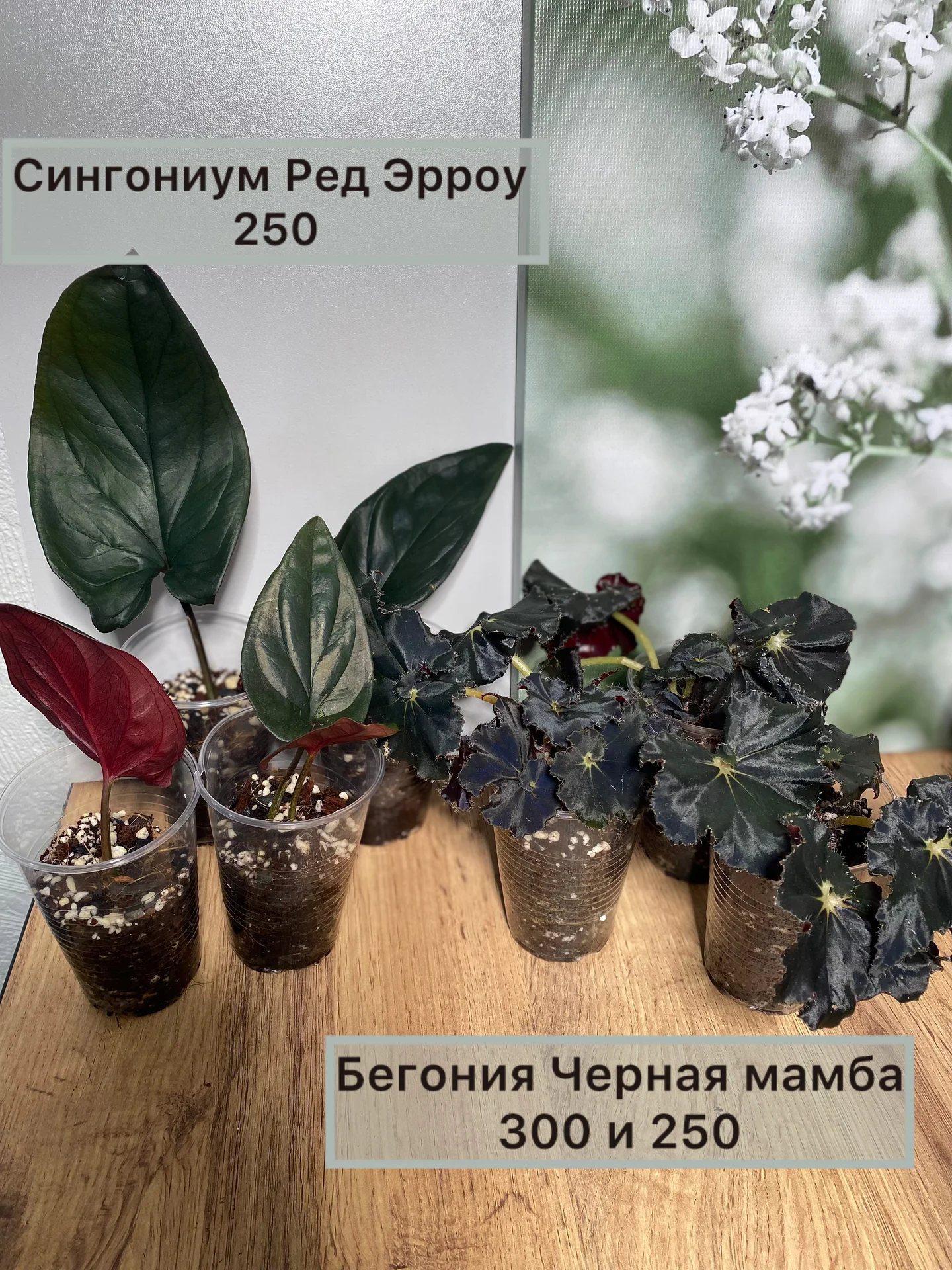Алоказии ароидные и прочее - миниатюра 8