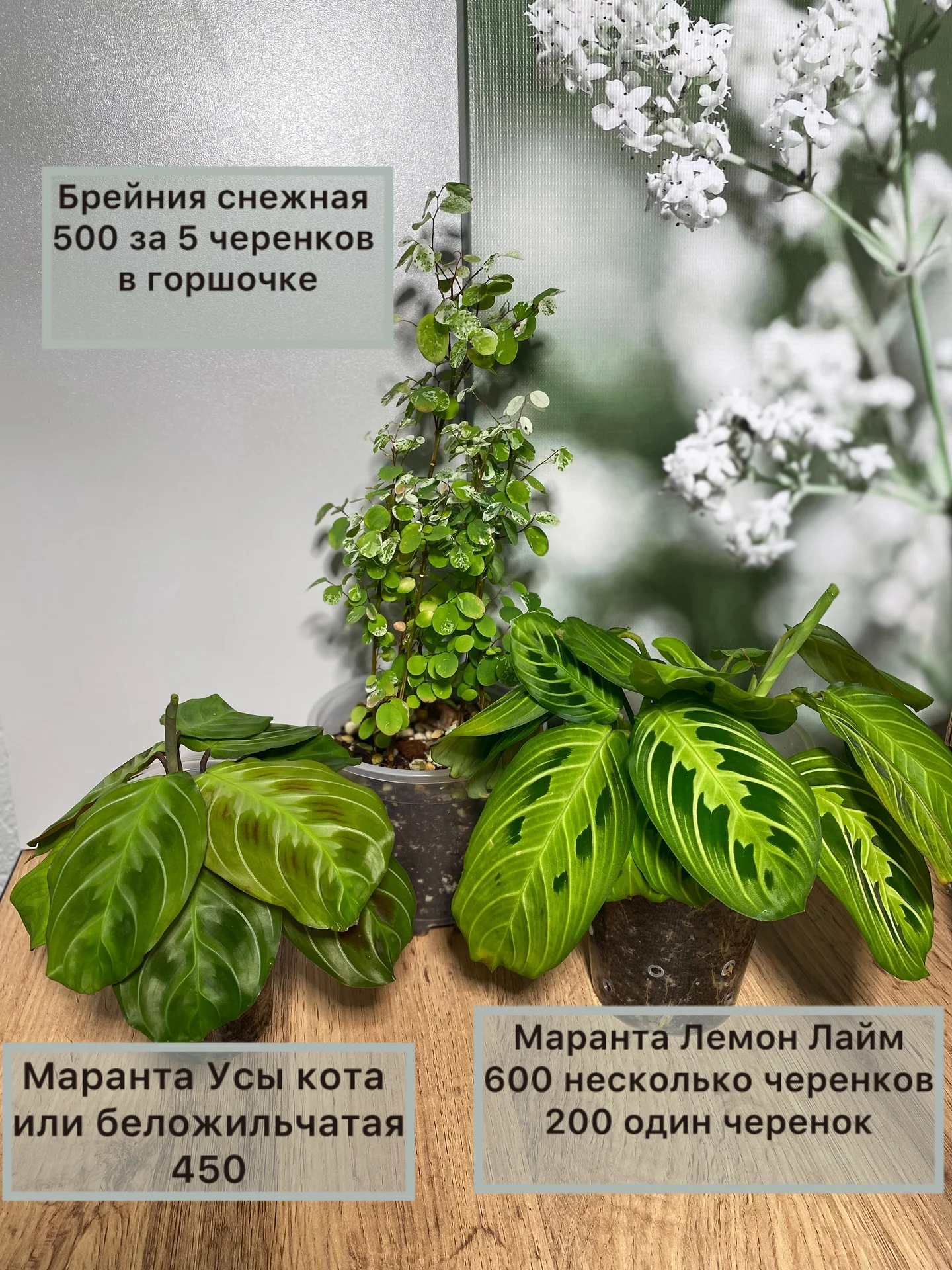 Алоказии ароидные и прочее - миниатюра 10
