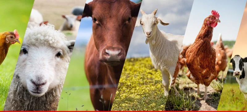 Продукция для животных