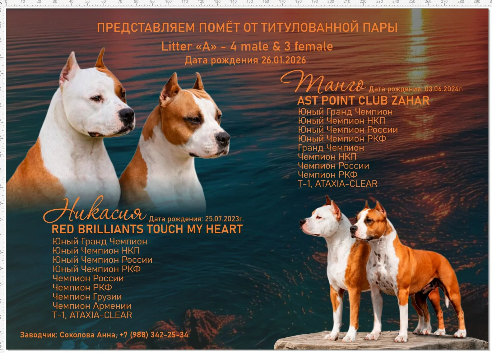 Американский стаффордширский терьер - миниатюра 9