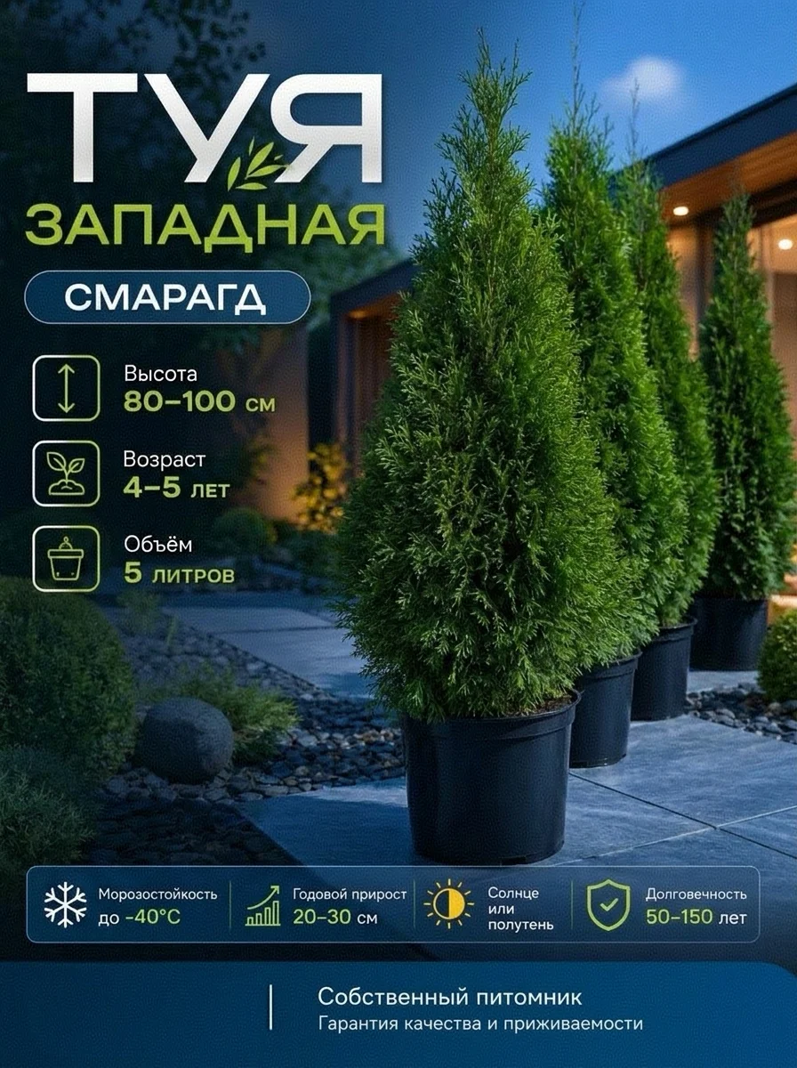 Туя смарагд 80-100 см - миниатюра 3