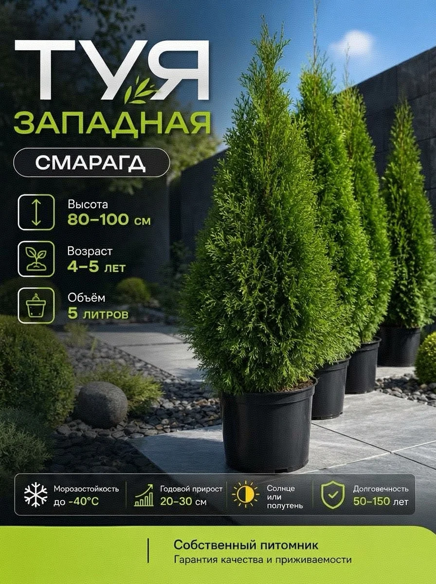 Туя смарагд 80-100 см - миниатюра 4