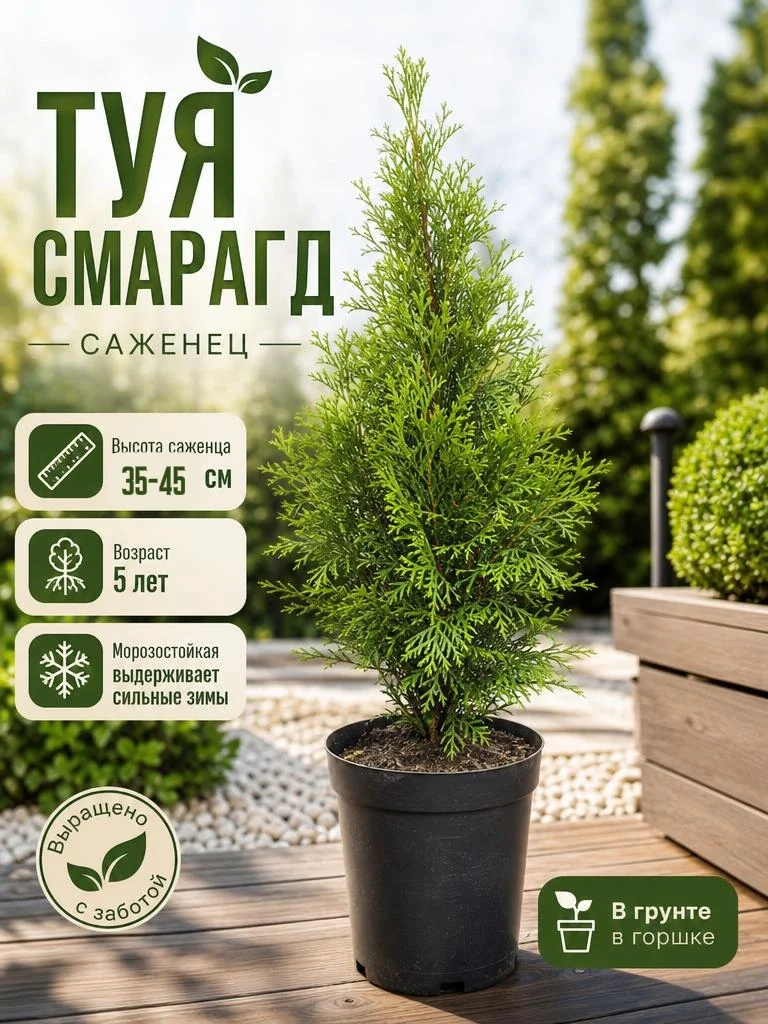 Туя Смарагд 35-45 см С3 закрытая корневая система - изображение 1