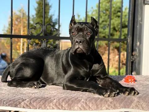 Кане корсо