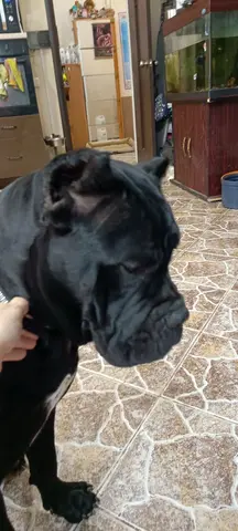Кане Корсо