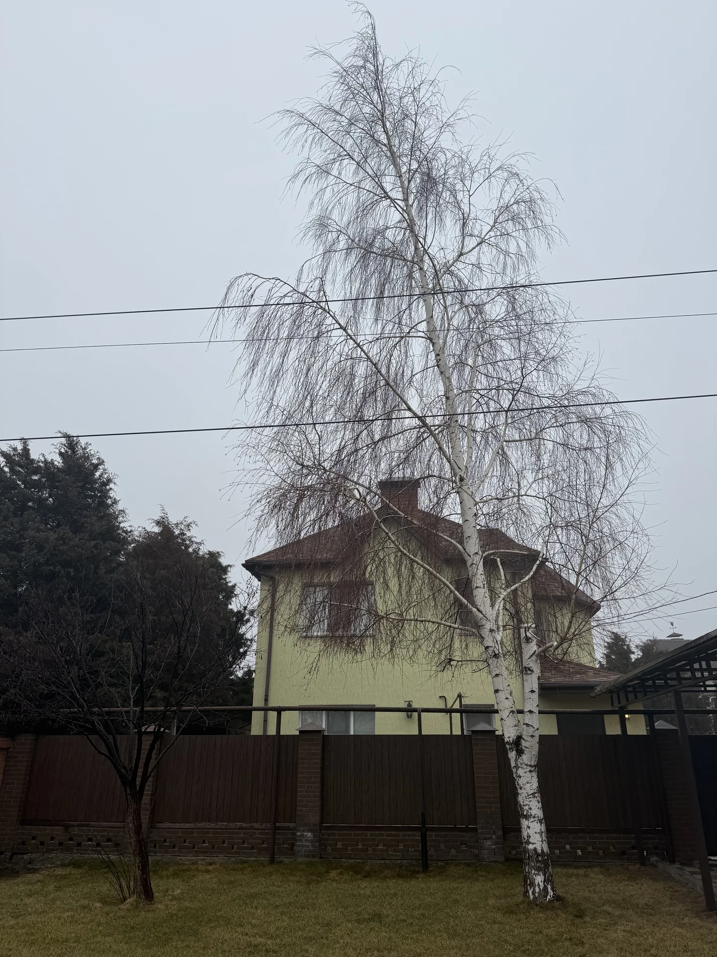 Расчистка участка / Спил деревьев /Вывоз мусора - миниатюра 11