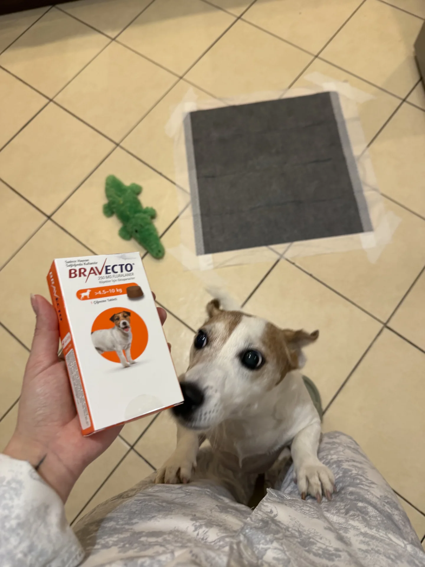 Bravecto для собак до 10 кг - миниатюра 2