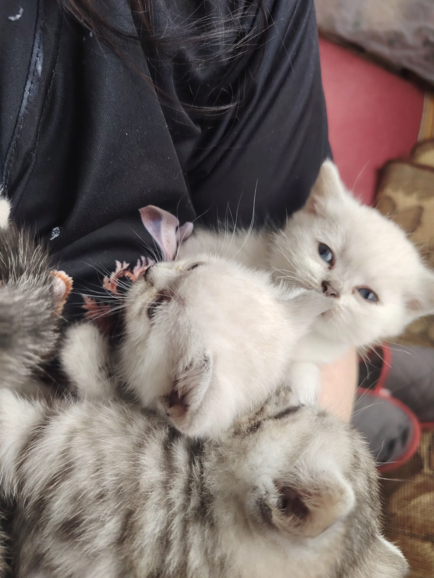 Котята шотландские, прямоухие - миниатюра 2