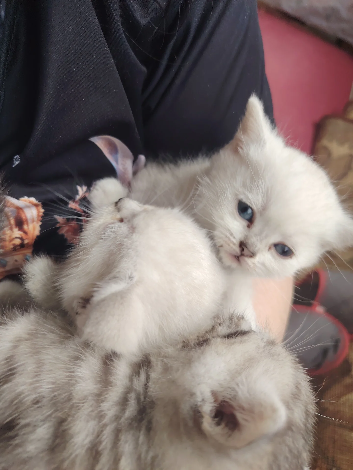 Котята шотландские, прямоухие - миниатюра 3