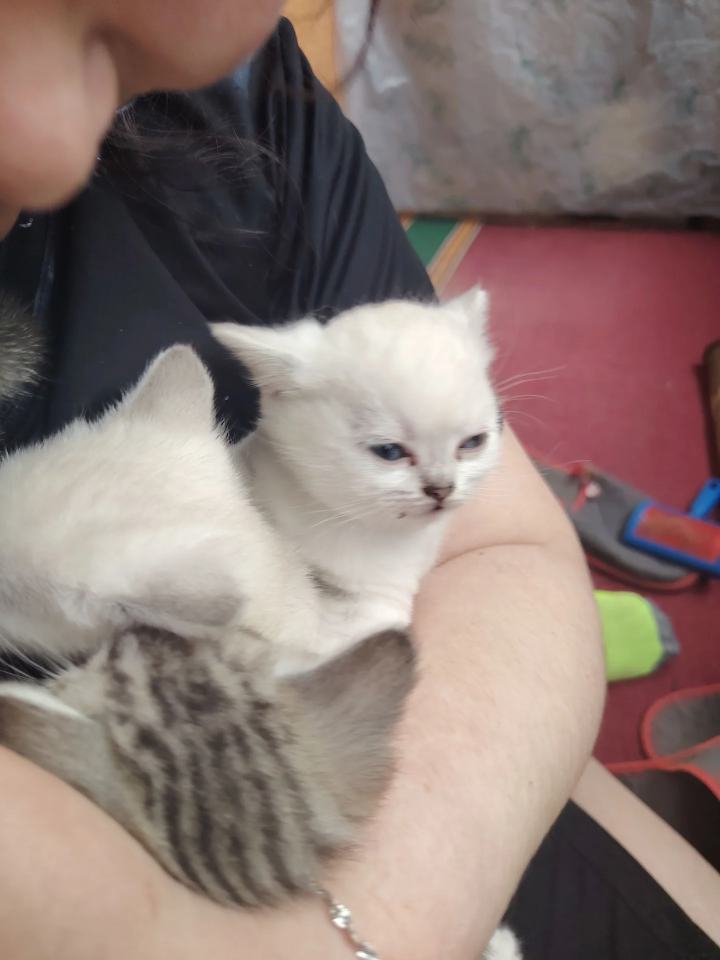 Котята шотландские, прямоухие - миниатюра 5