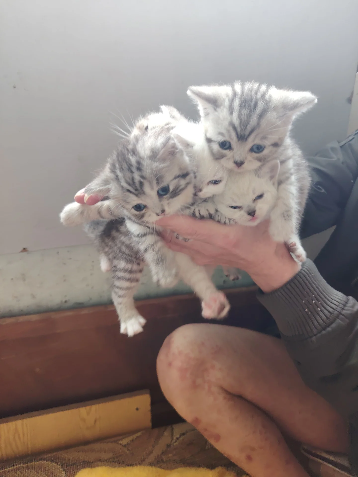 Котята шотландские, прямоухие - миниатюра 6