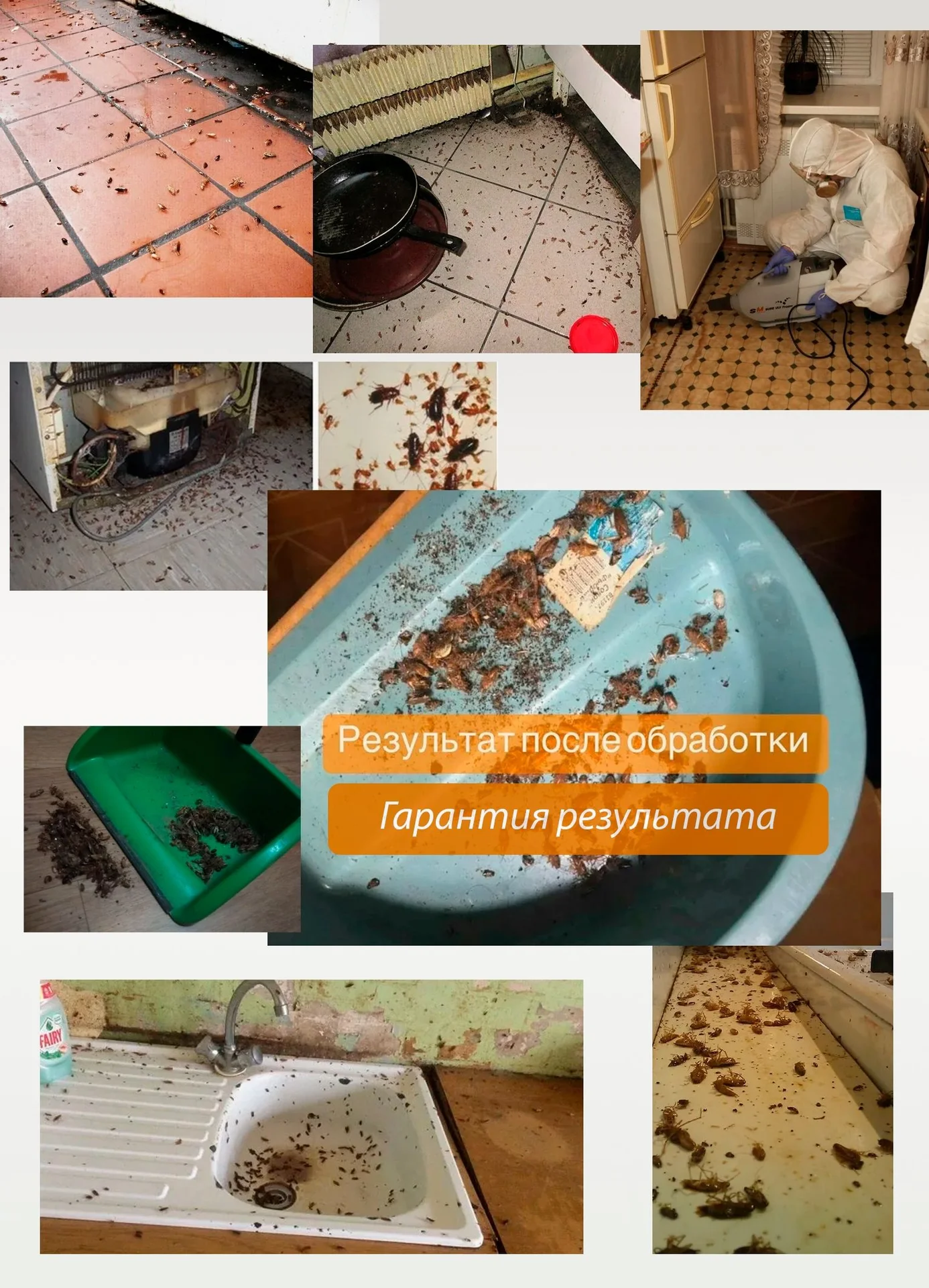 Уничтожение насекомых. Дезинсекция - миниатюра 2