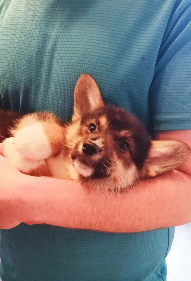 Щенки вельш корги пемброк vip - миниатюра 3