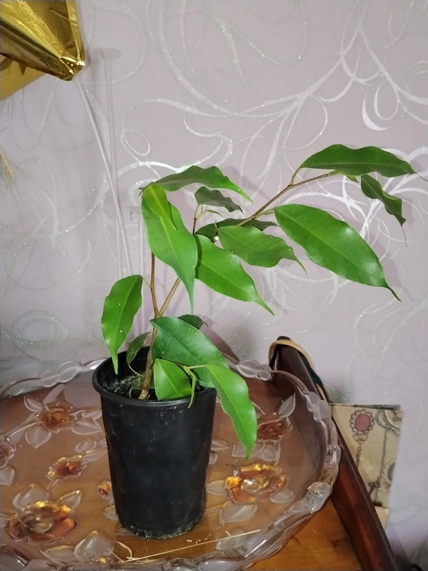 Фикус Бенджамина