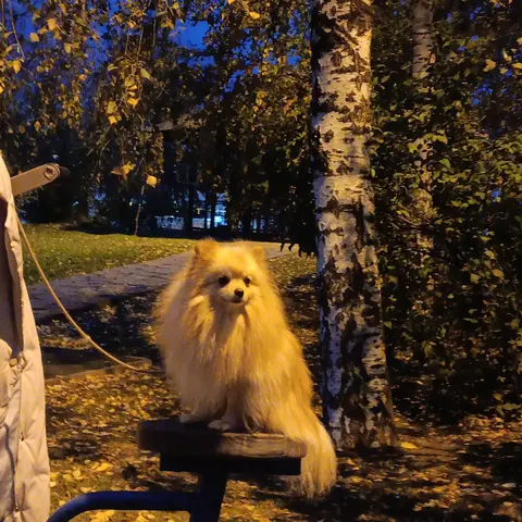 Шпиц кобель