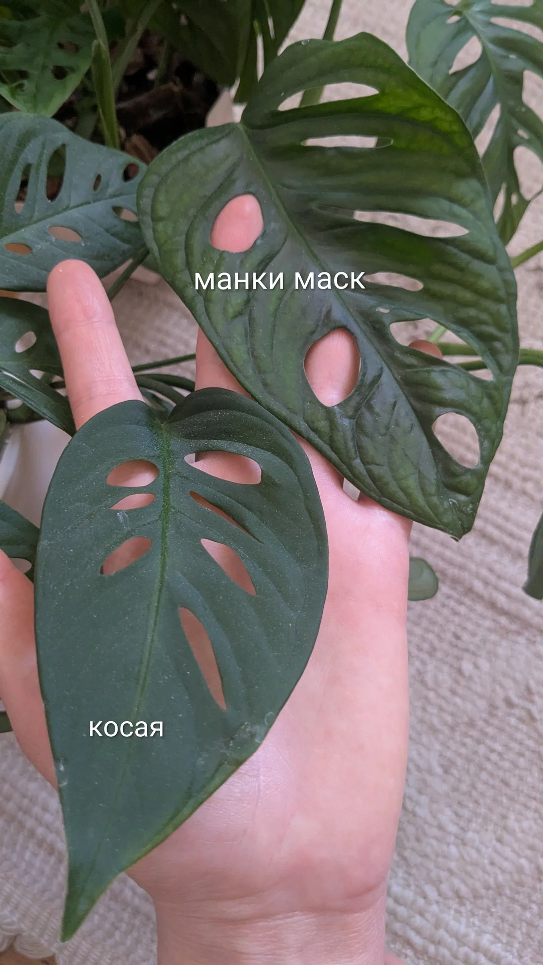 Монстера манки маск и монстера косая - миниатюра 5