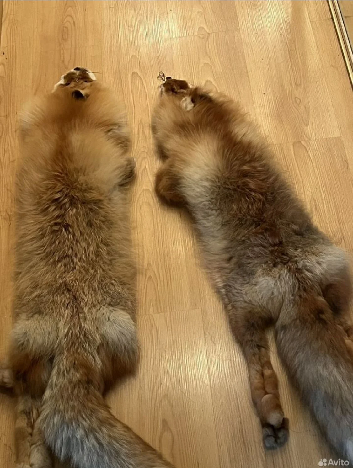 Продам шкуры лисьи