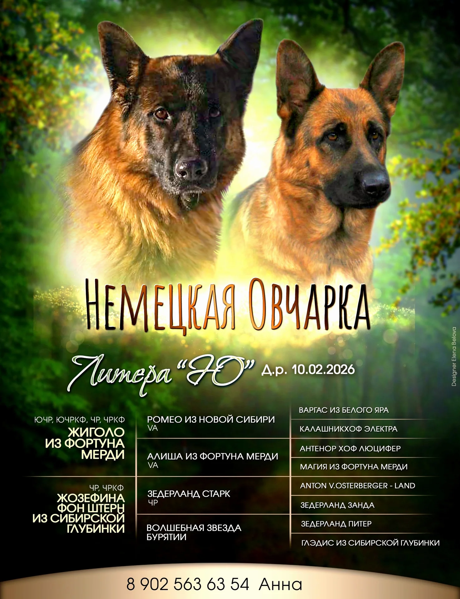 Щенки немецкой овчарки с документами РКФ - миниатюра 9