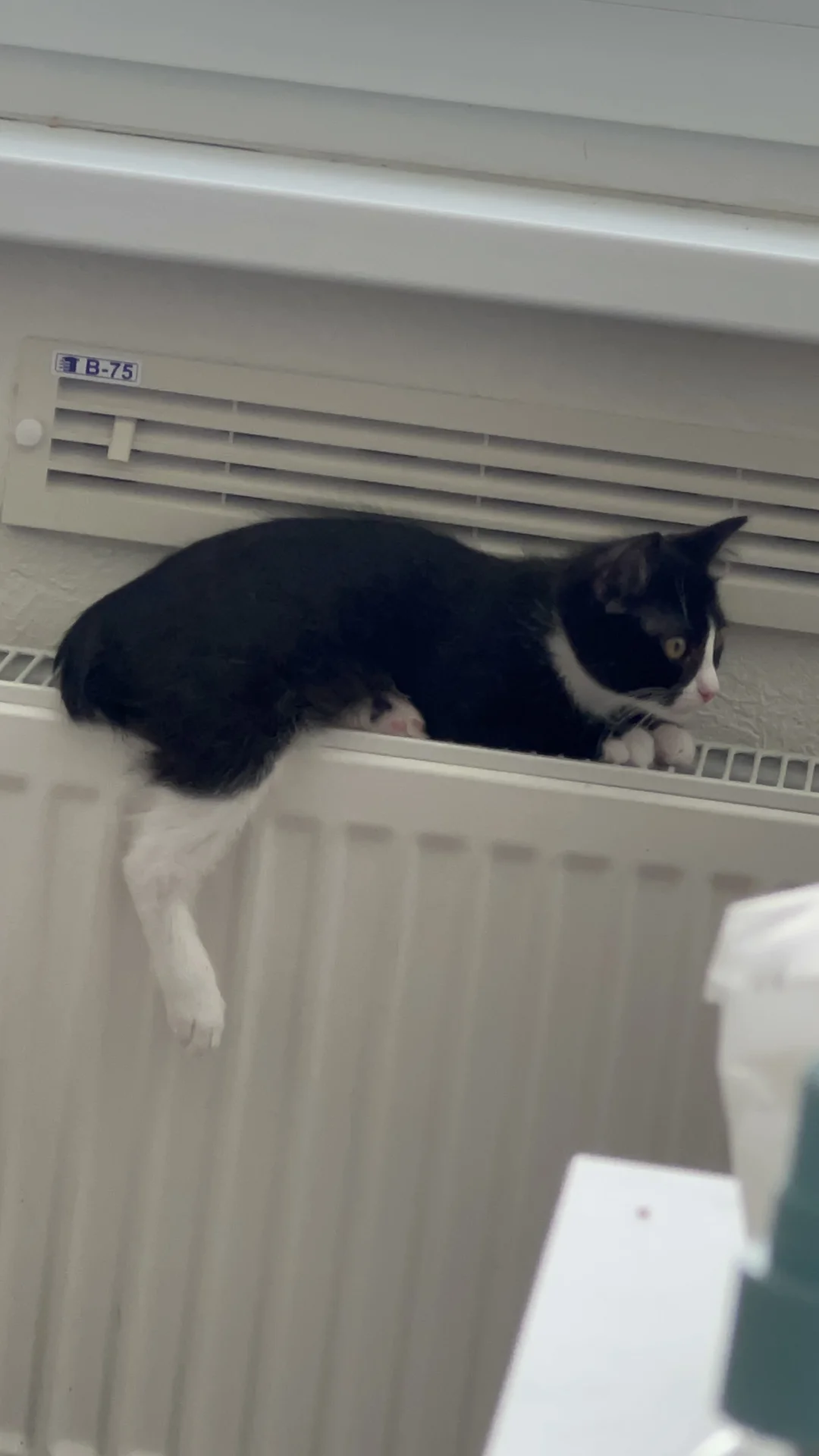 Котята - изображение 1