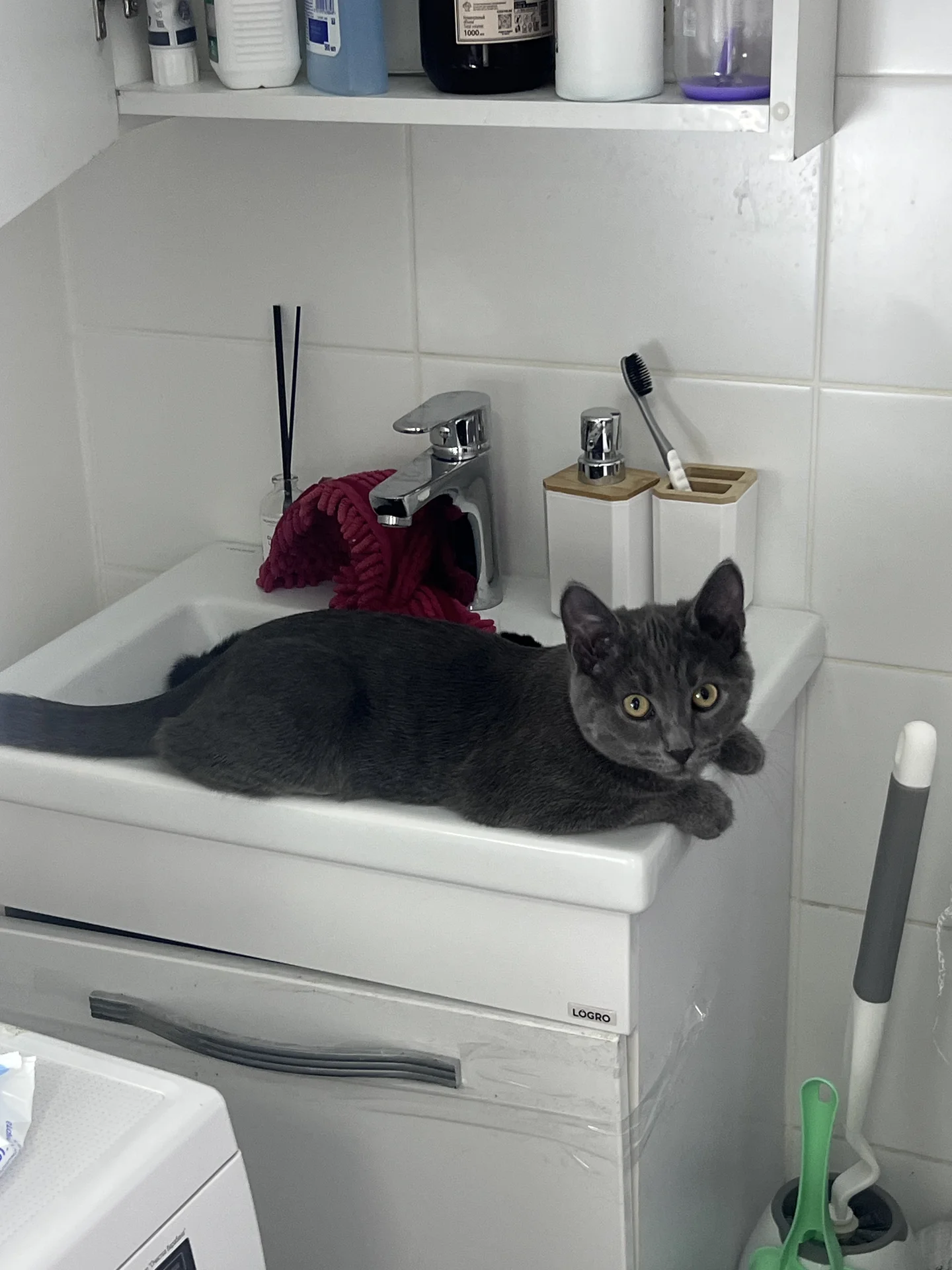 Котята - миниатюра 3