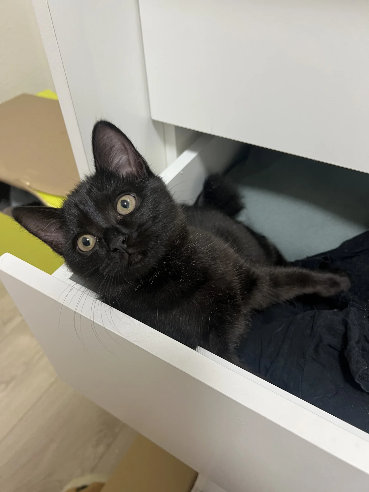 Котята - миниатюра 5