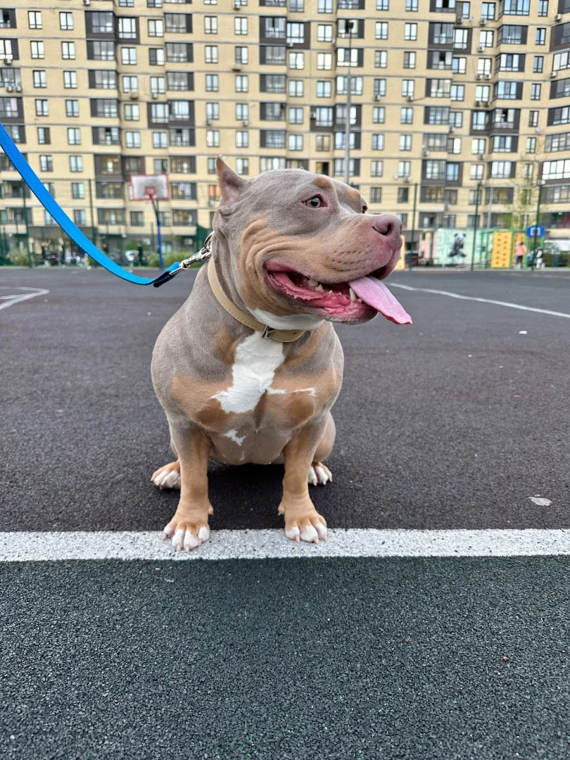 Кинолог/Зоопсихолог/Специалист по дрессировки - миниатюра 5