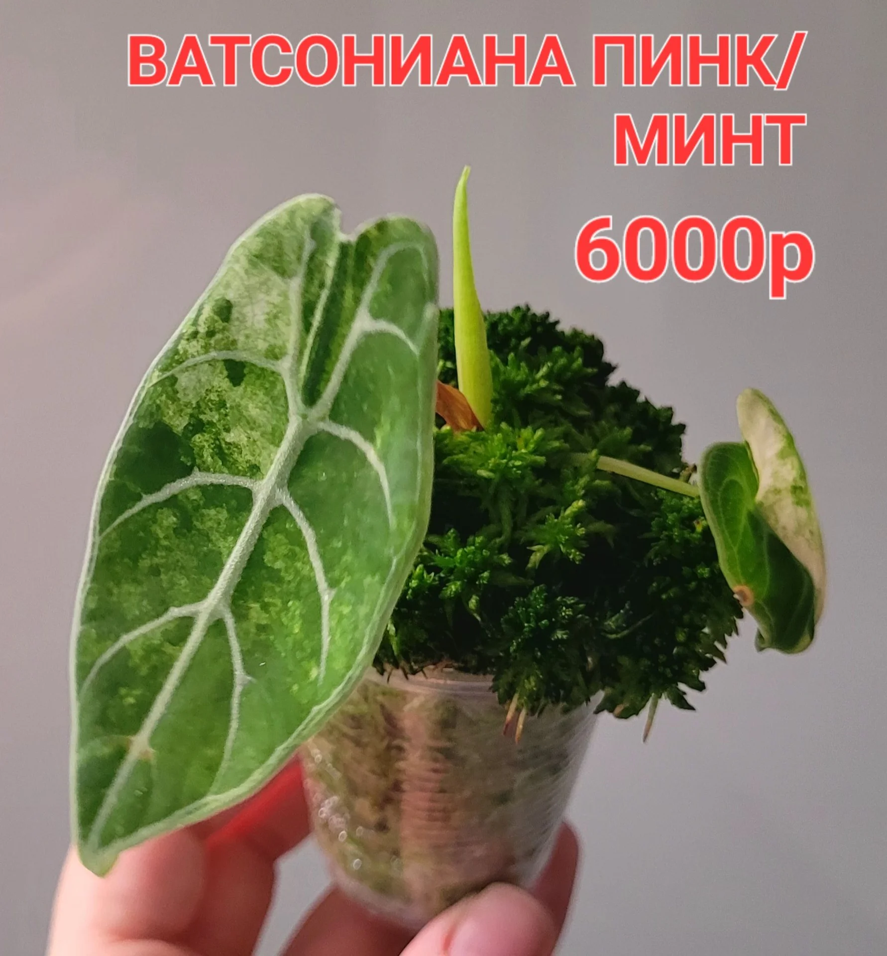 Вариегатные алоказии - миниатюра 6