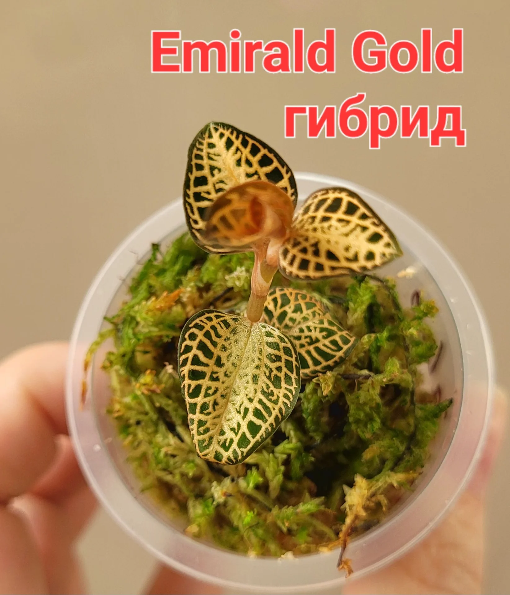 Драгоценные орхидеи - миниатюра 4
