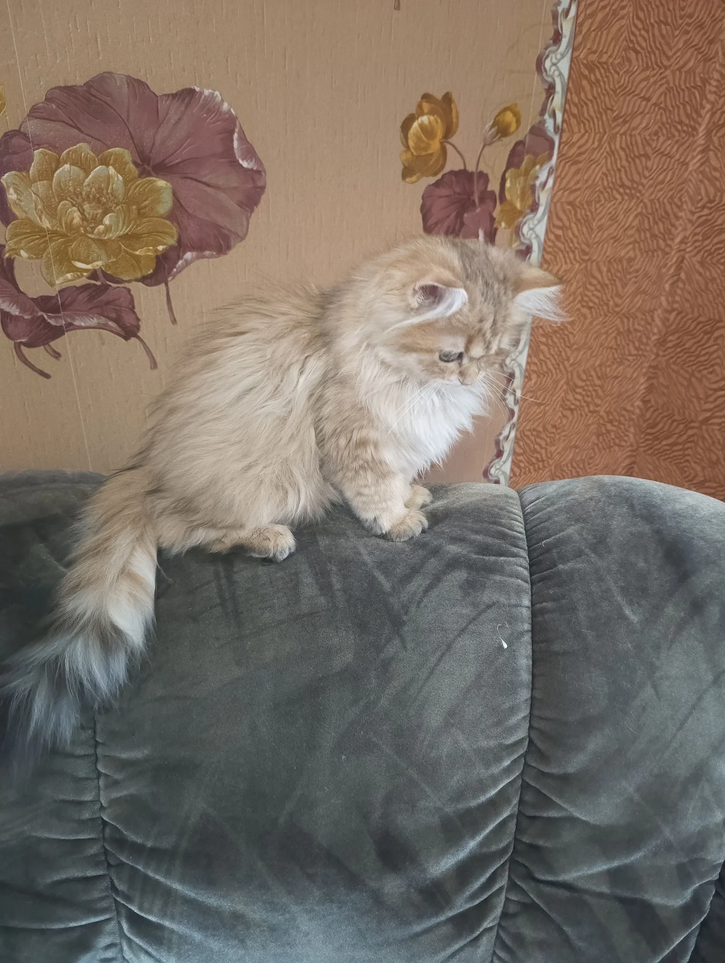Котёнок британский - миниатюра 2