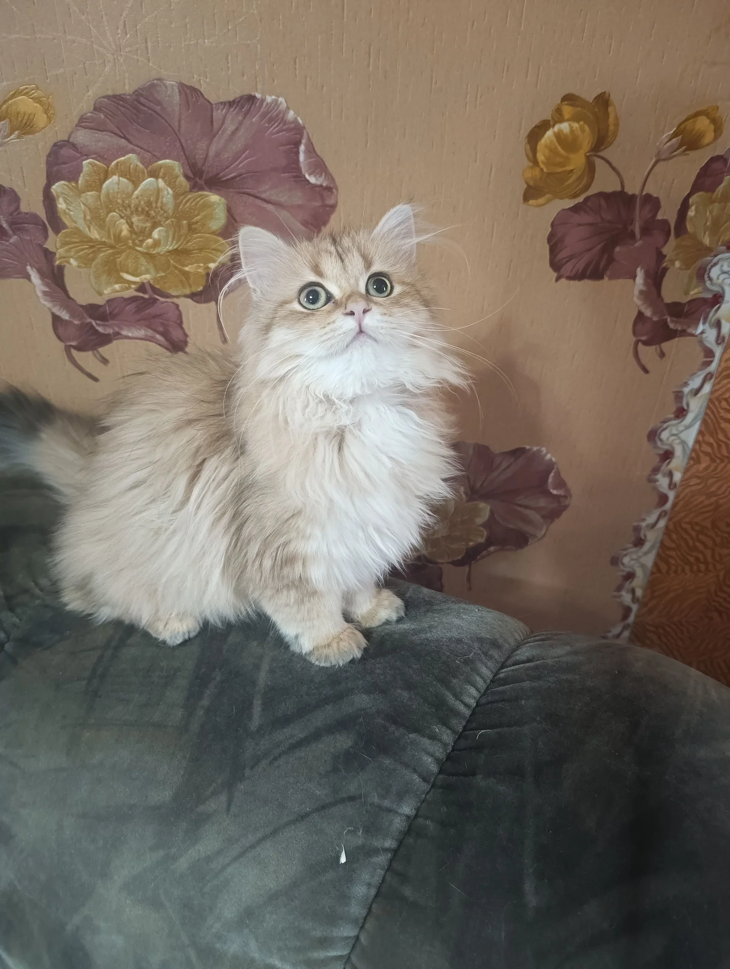 Котёнок британский - миниатюра 3