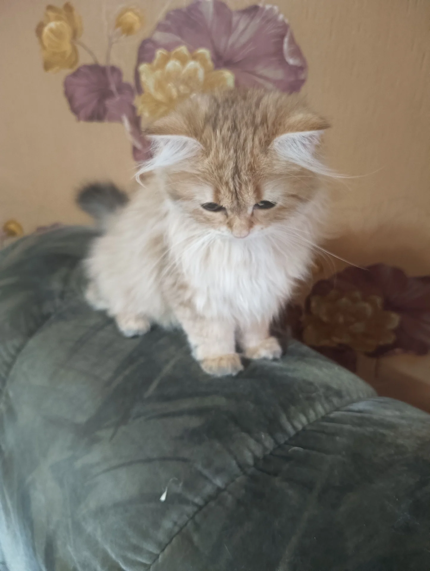 Котёнок британский - миниатюра 4