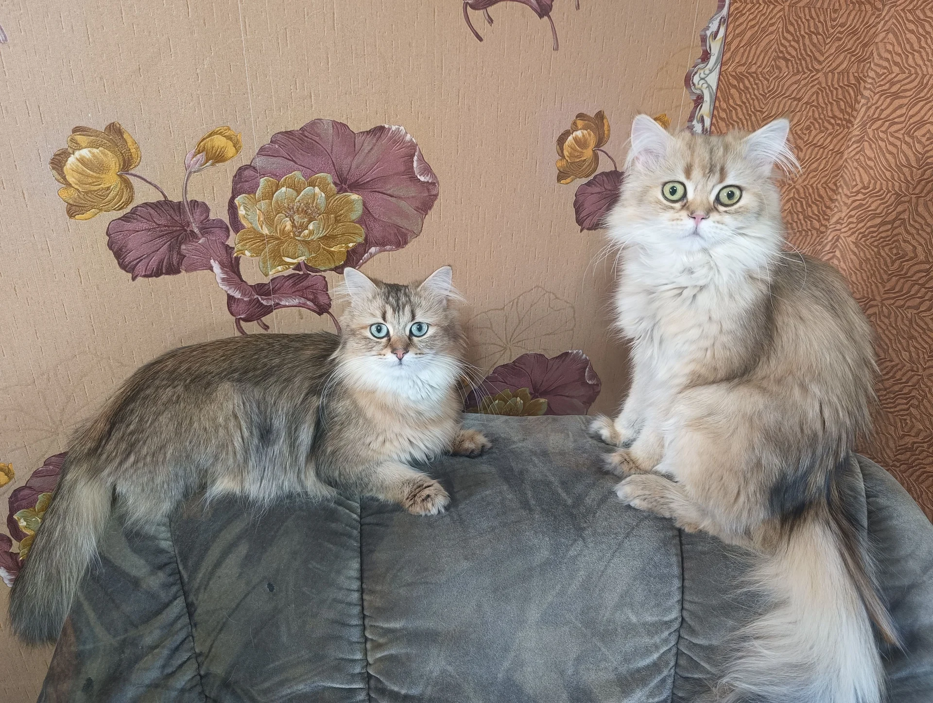 Котёнок британский - миниатюра 6