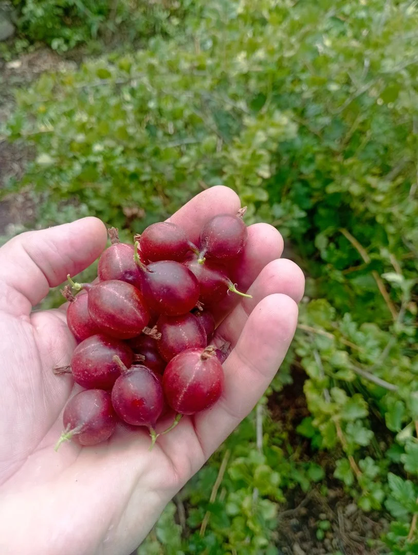 Продам дом возле Азовского моря - миниатюра 12