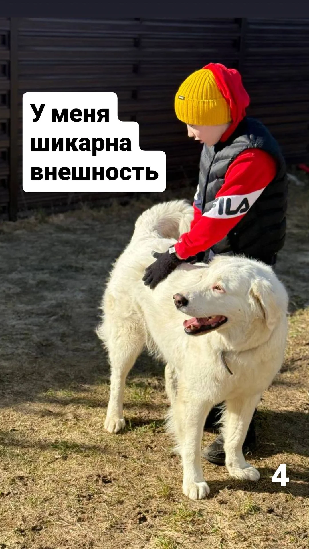 Мареммо-амбруццкая овчарка в добрые руки - миниатюра 4