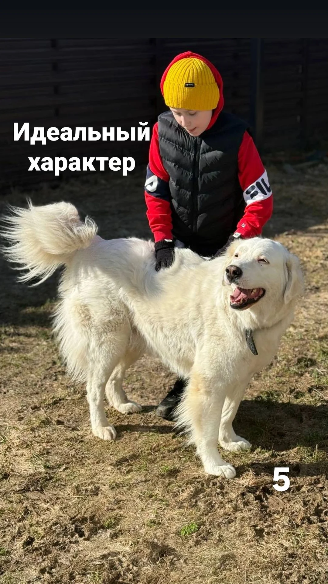 Мареммо-амбруццкая овчарка в добрые руки - миниатюра 5