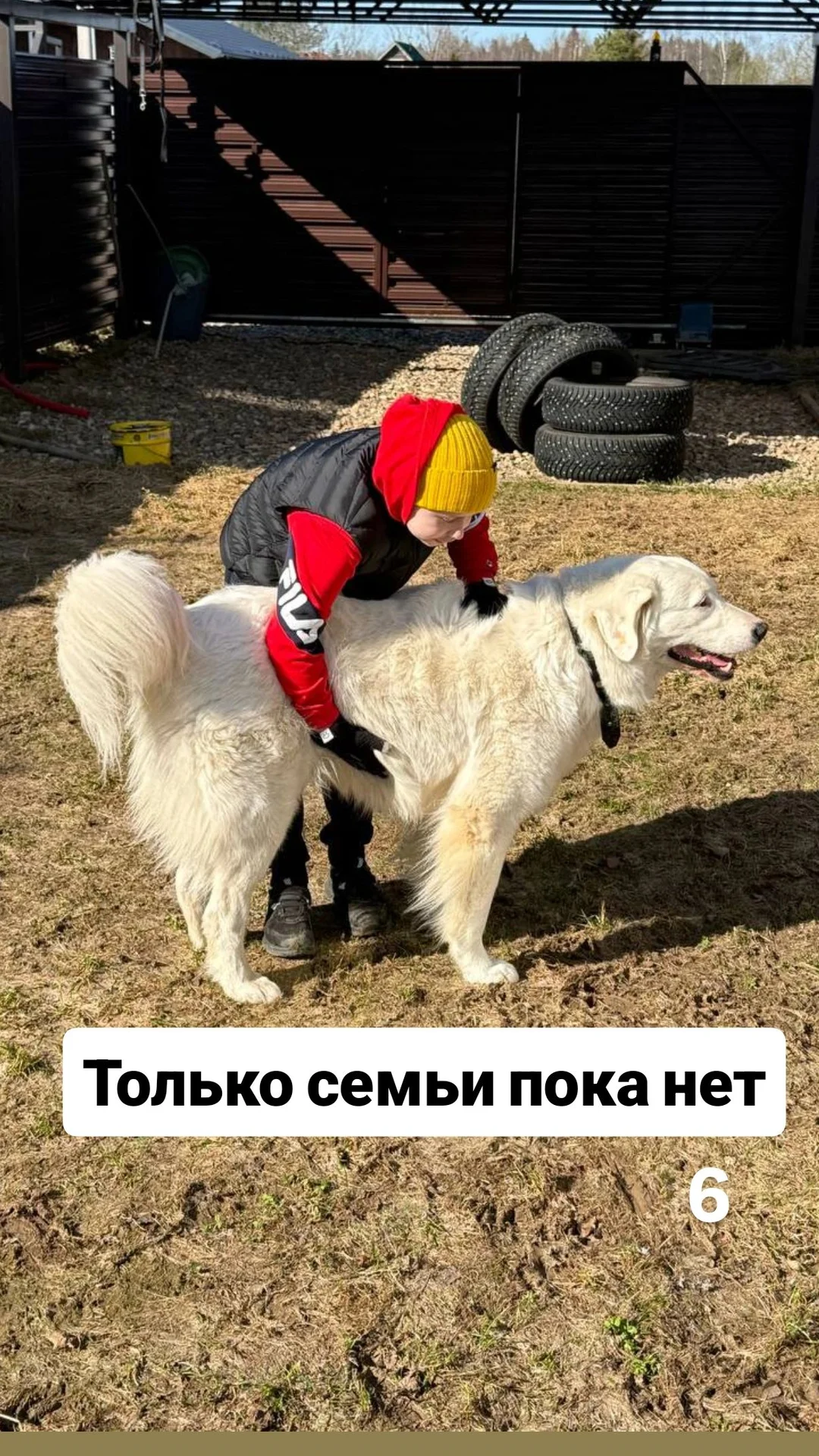 Мареммо-амбруццкая овчарка в добрые руки - миниатюра 6