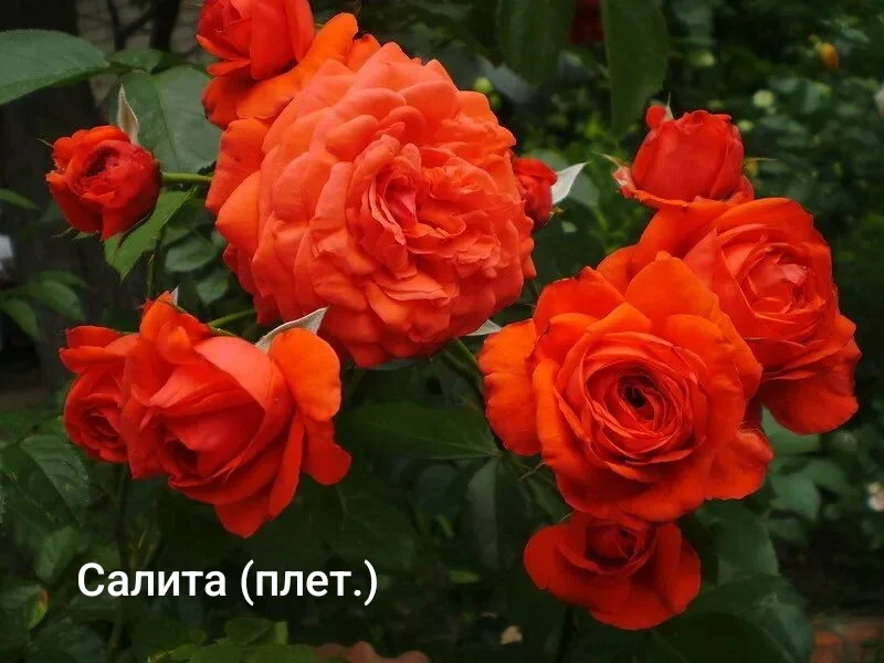 Розы саженцы - изображение 1