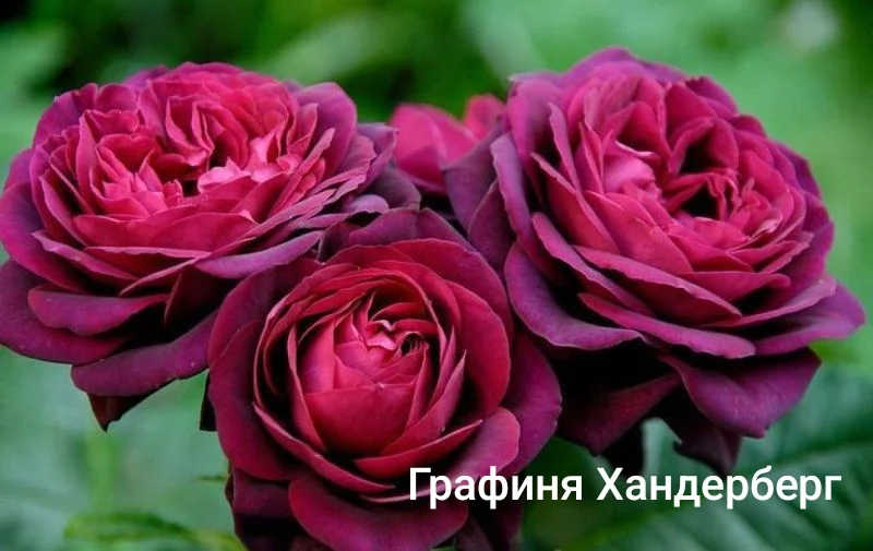 Розы саженцы - миниатюра 2