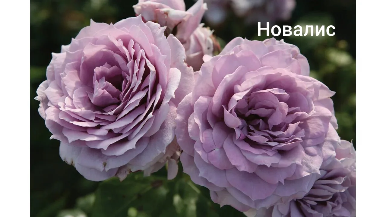Розы саженцы - миниатюра 3
