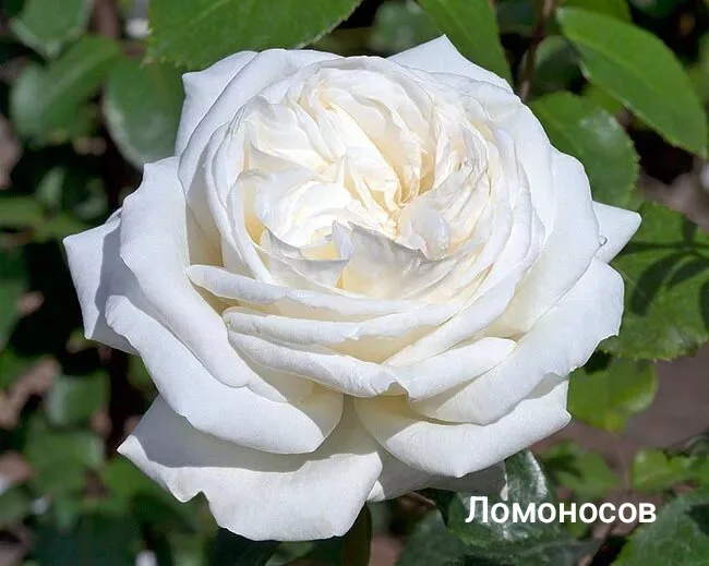 Розы саженцы - миниатюра 4