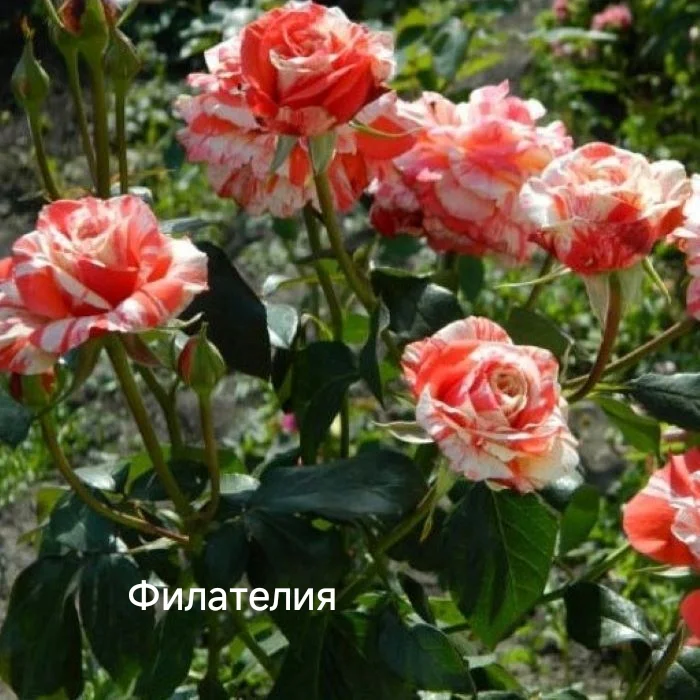 Розы саженцы - миниатюра 6