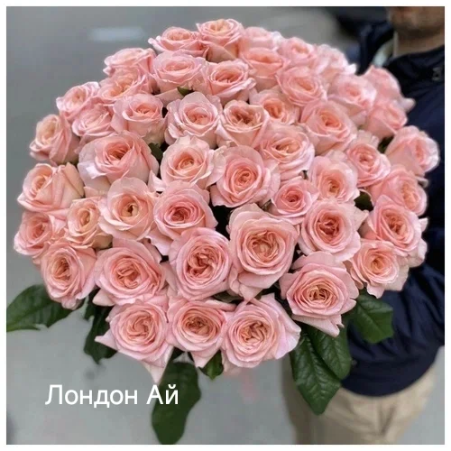 Розы саженцы - миниатюра 7