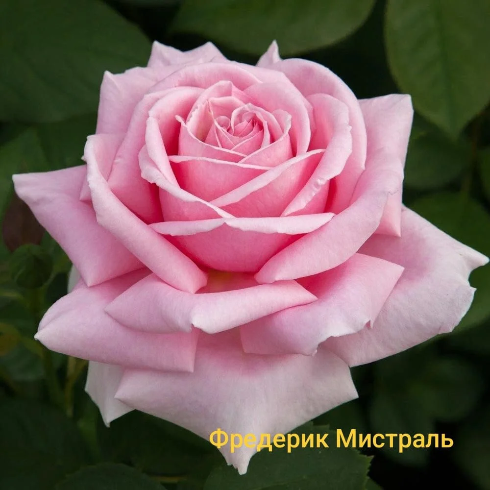 Розы саженцы - миниатюра 10