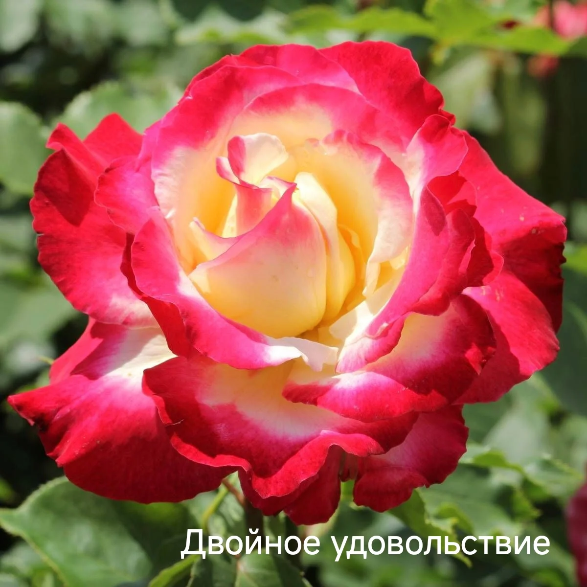 Розы саженцы - миниатюра 11