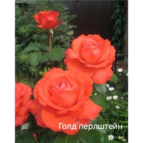 Розы саженцы - миниатюра 12