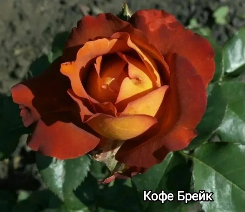 Розы саженцы - миниатюра 14