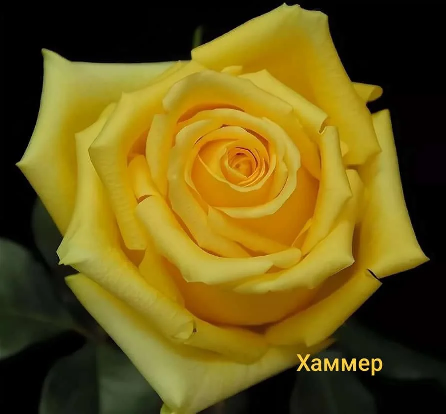 Розы саженцы - миниатюра 15