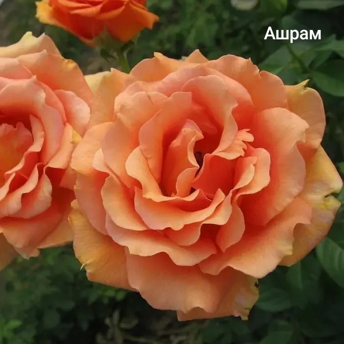 Розы саженцы - миниатюра 16