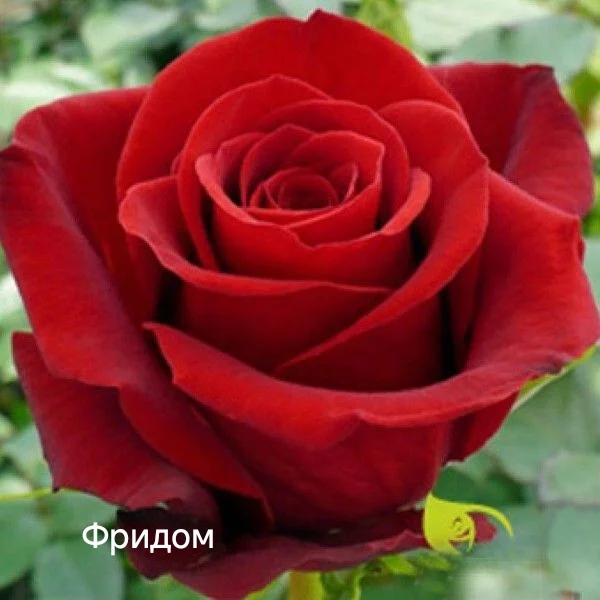 Розы саженцы - миниатюра 19